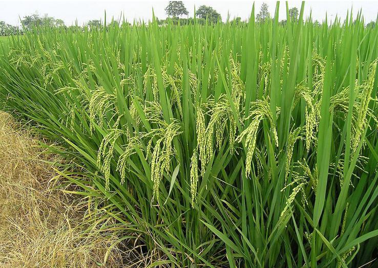 �ЙC����δ���ЙC�r(n��ng)�I(y��)�İl(f��)չڅ�ݣ���������ô